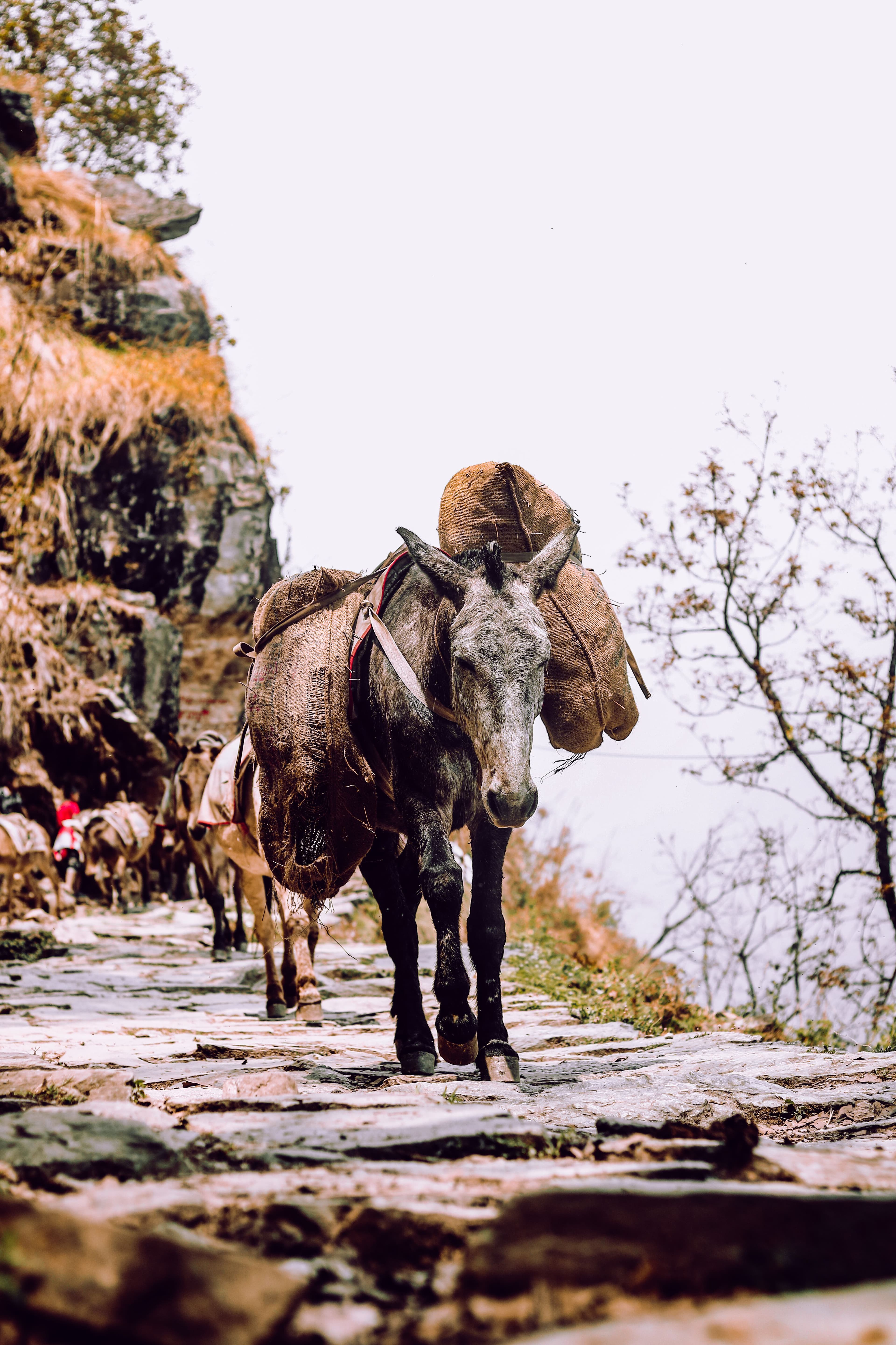 Ghandruk, photo 1